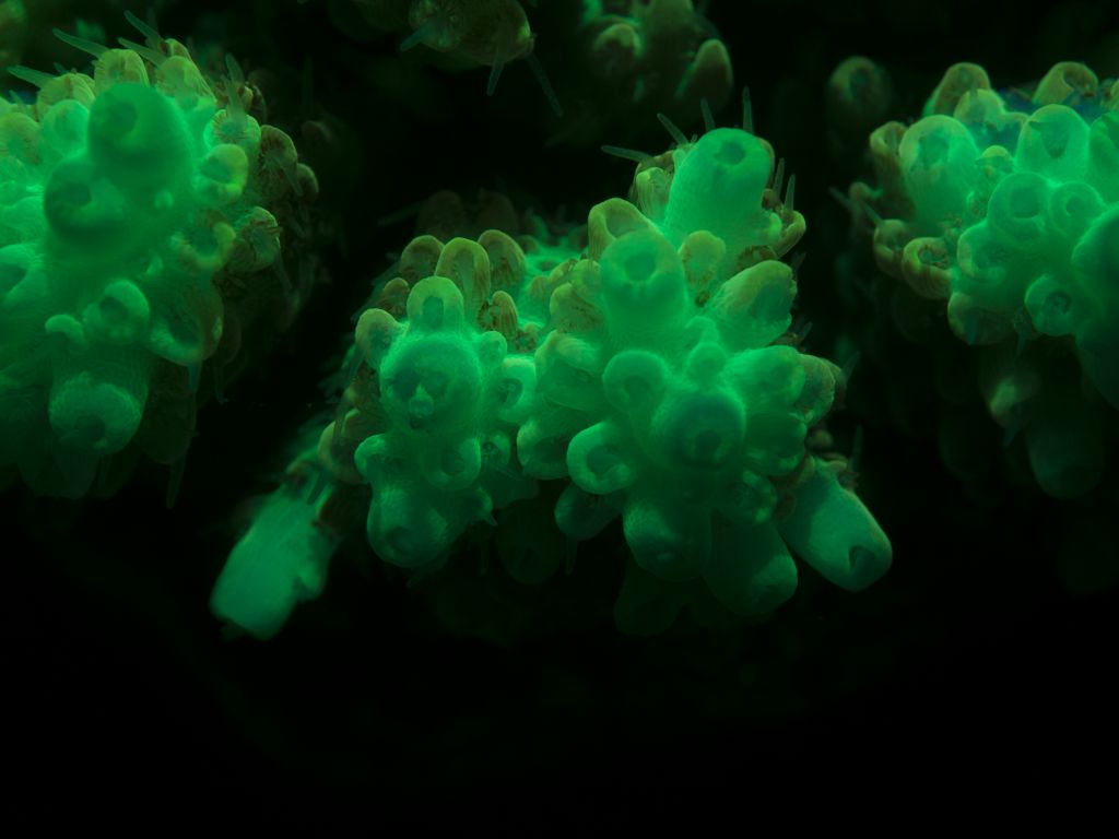 Fluorescence-Coral