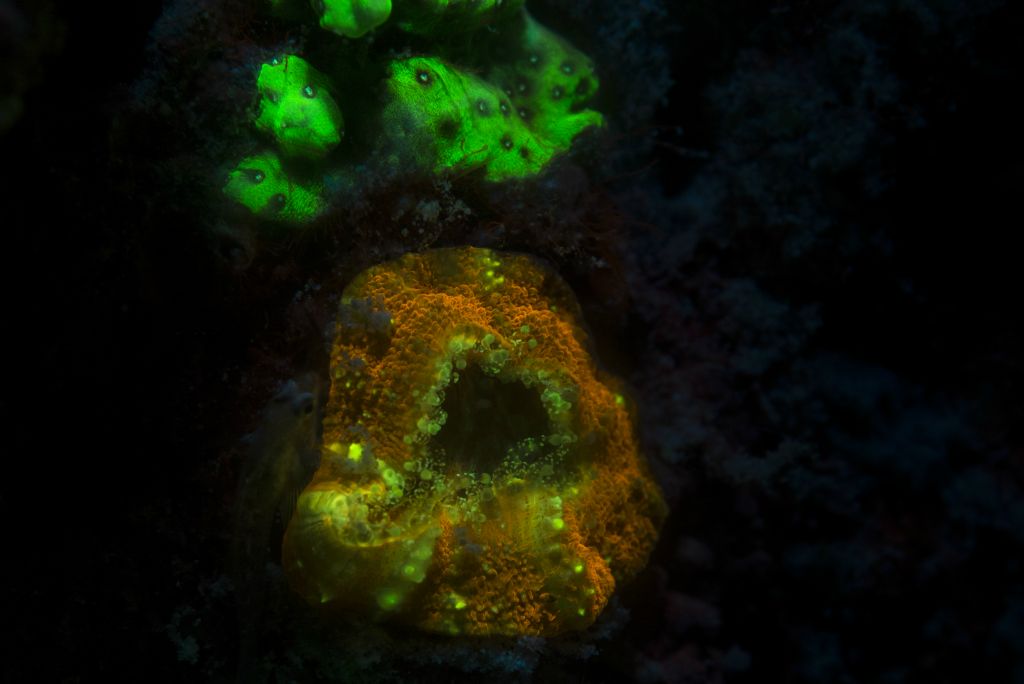 Fluorescence-Coral