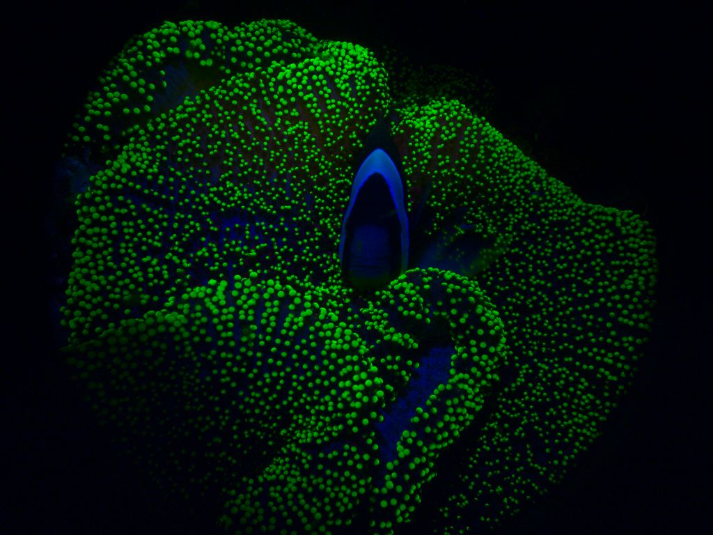 Fluorescence-Anemone