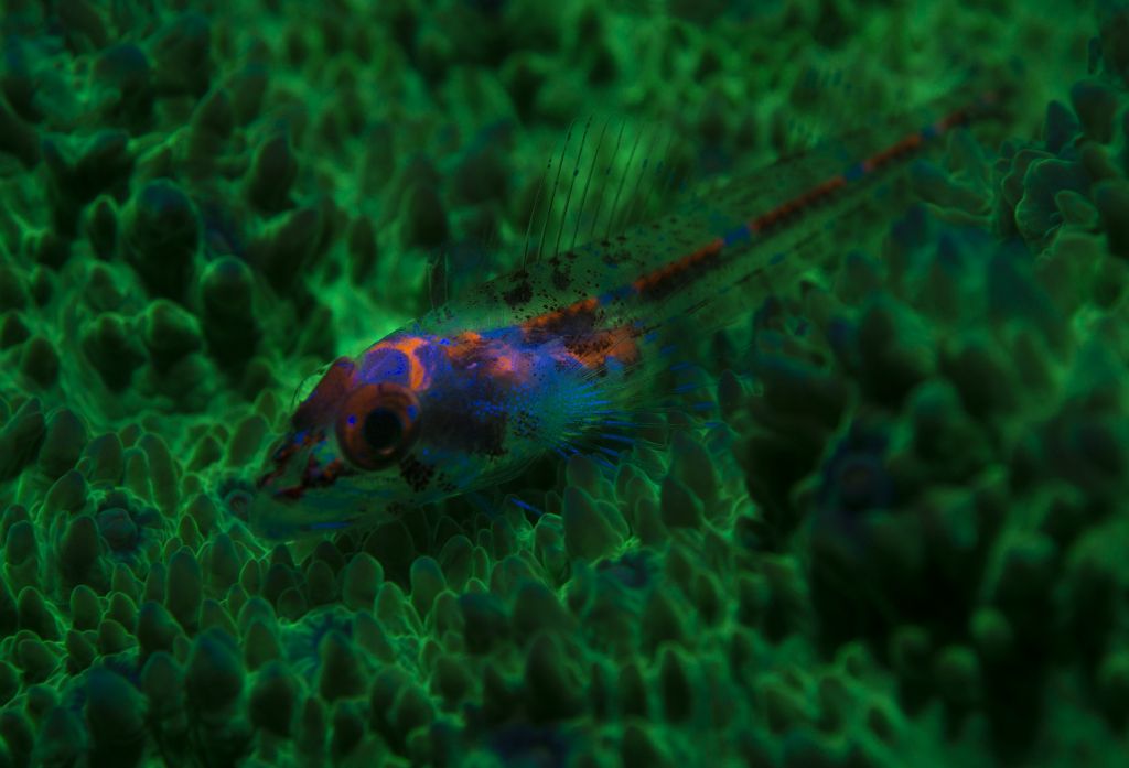 Fluorescence-Goby